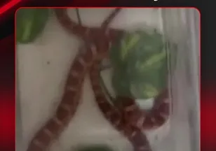 BURASI EV DEĞİL HAYVANAT BAHÇESİ