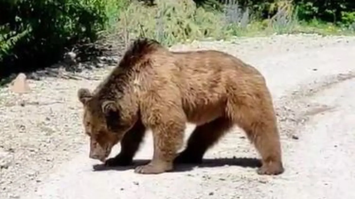 Köy yoluna inen boz ayı görüntülendi