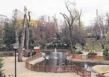 CHP'li belediye budamadı ağaç katliamı yaptı