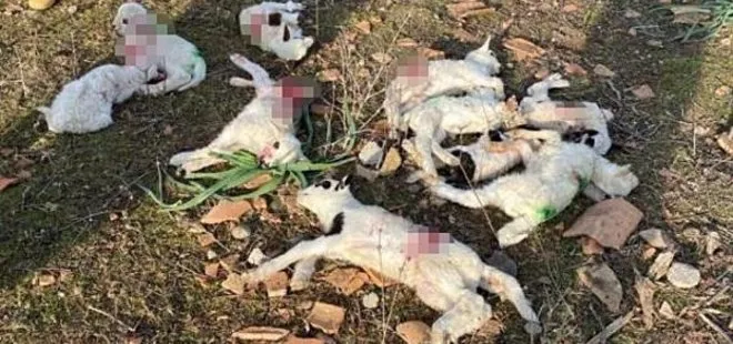 Çanakkale’de başıboş sokak köpeği dehşeti! Ağıla girdi dehşet saçtı: 10 kuzu telef oldu
