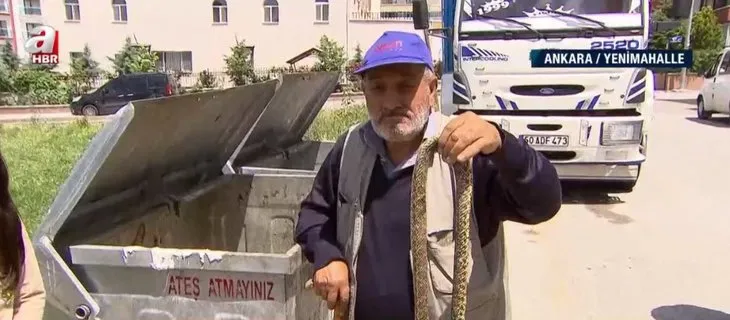 Hayvanat bahçesine döndü! Ankara’da mahalleyi köpek, fare ve yılanlar bastı