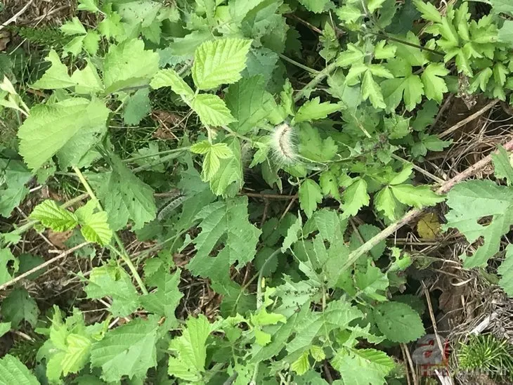 Beykoz’da tırtıl istilası! Örümcek ağı gibi her yeri sardı