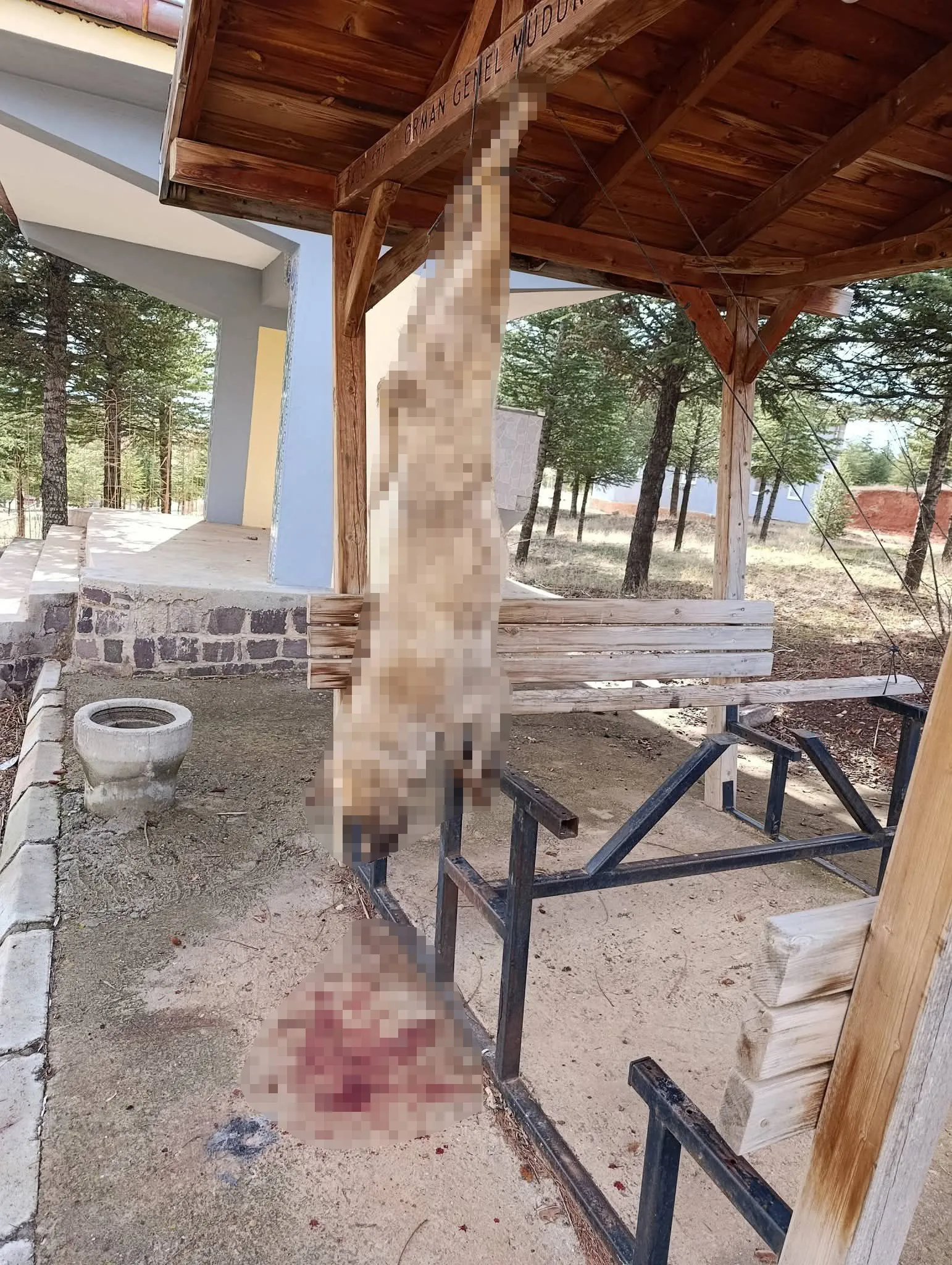 Afyon'da vahşet! Köpek işkence edilerek öldürüldü