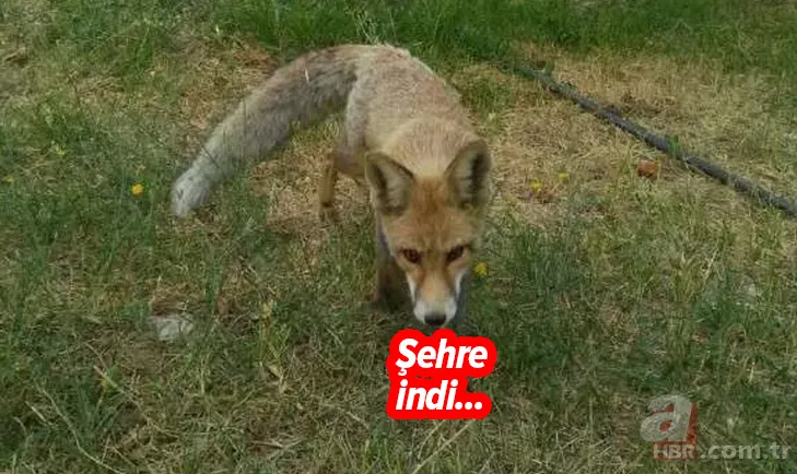 Sivas'ta şehre tilki indi! Sivas halkı tilkiyi köfteyle besledi 1