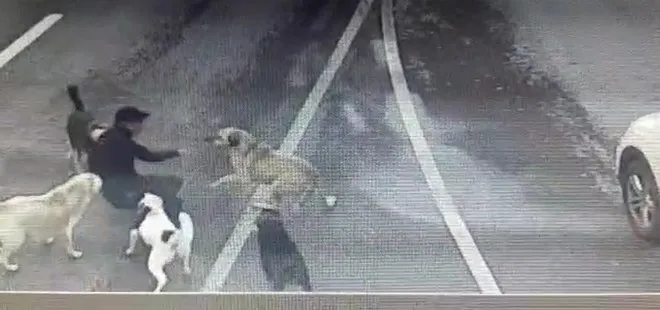 İstanbul Bakırköy’de sokak köpekleri dehşet saçtı! İş adamına 6 köpek saldırdı