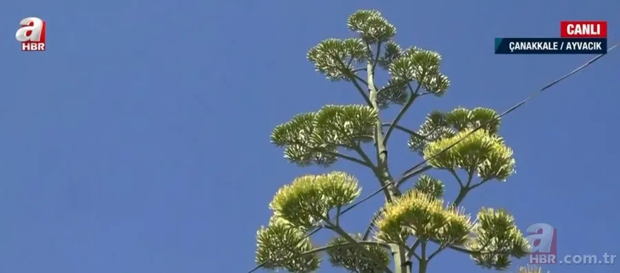 Agave Americana çiçeği Çanakkale Ayvacık'ta bulundu 12