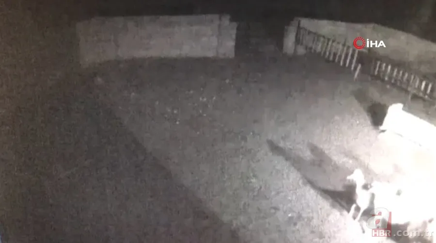 Ağıla girince şoke oldu! Kaçarken tekrar saldırdı… Tek tek saldırıp böyle dehşet saçtı 1