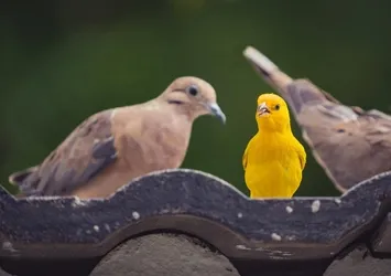 Camınıza konan kuşlar gizli mesajlar veriyor! Hangi kuş neye işaret ediyor?