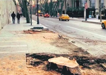 Son dakika: CHP'li İstanbul Büyükşehir Belediyesi'nin çınar katliamına tepkiler çığ gibi: Bu ihanettir