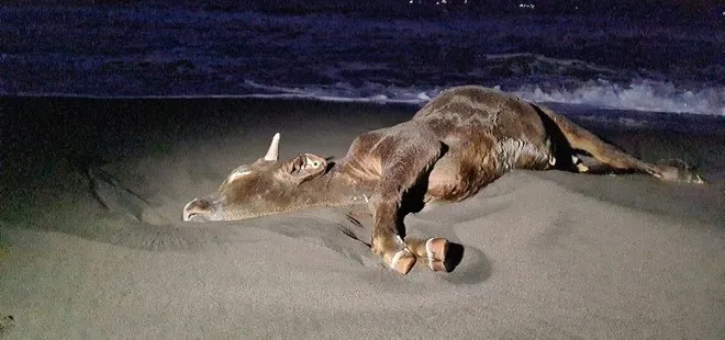 Son dakika: Zonguldak’ta ölü inek sahile vurdu