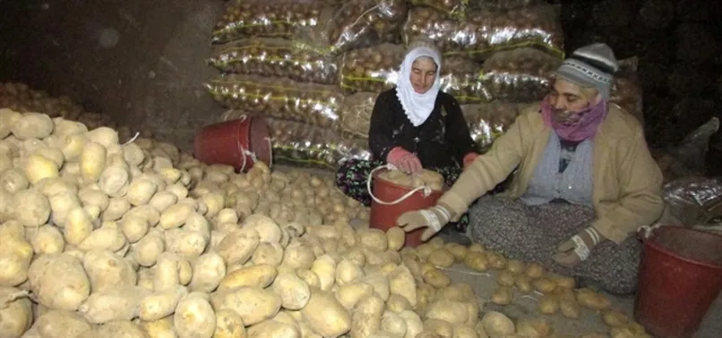 Tonlarca patates 8 ay mağaralarda saklanıyor