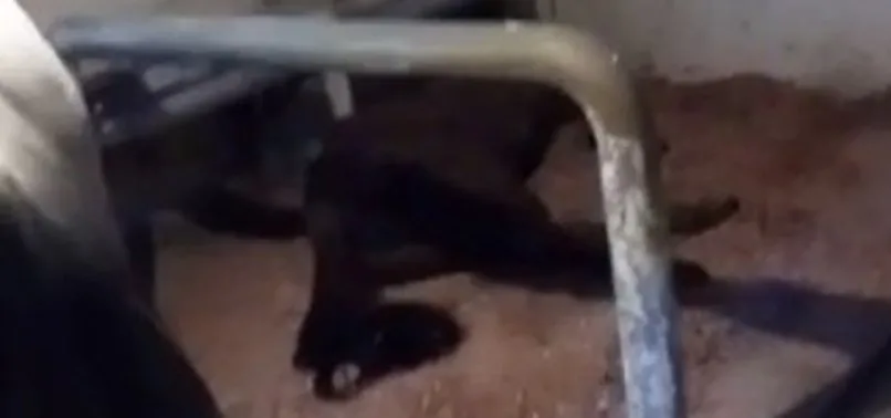 İşte atların tutulduğu yer! Büyükada’daki İSPARK ahırlarından yeni görüntüler!