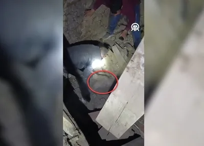 Enkaz altında kalan eşek kurtarıldı