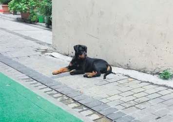 ‘Çip’li Paşa’yı bulana ödül verecek