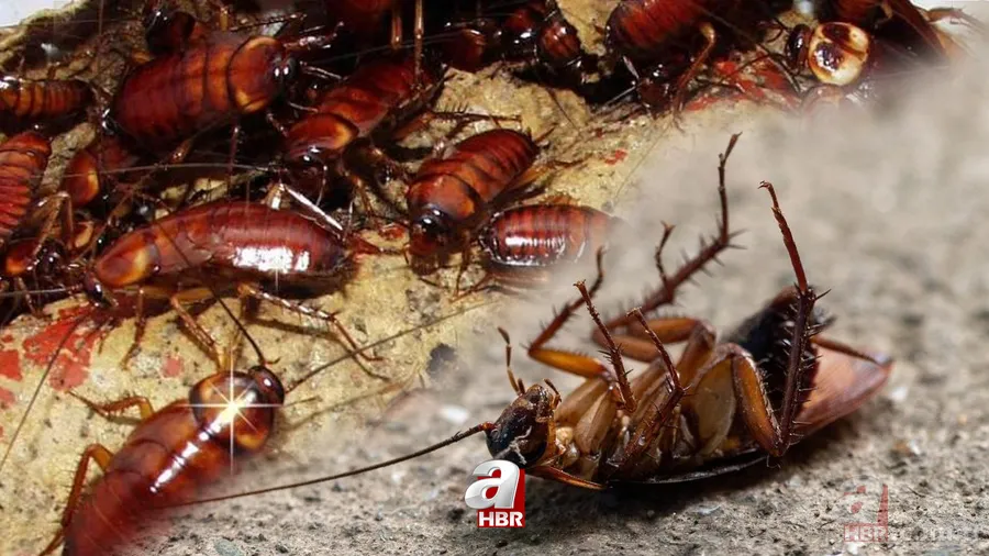 Hamam böceğini korkudan ters döndürecek bitki; Kaçacak delik arayacaklar! Garantili haşere uzaklaştırıcı... 1