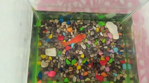 depremden-3-ay-sonra-evlerine-donen-aile-soke-oldu-bu-bize-allahin-hediyesi-1684320536096.jpg Depremden 3 ay sonra evlerine dönen aile şoke oldu: Bu bize Allah’ın hediyesi - 3