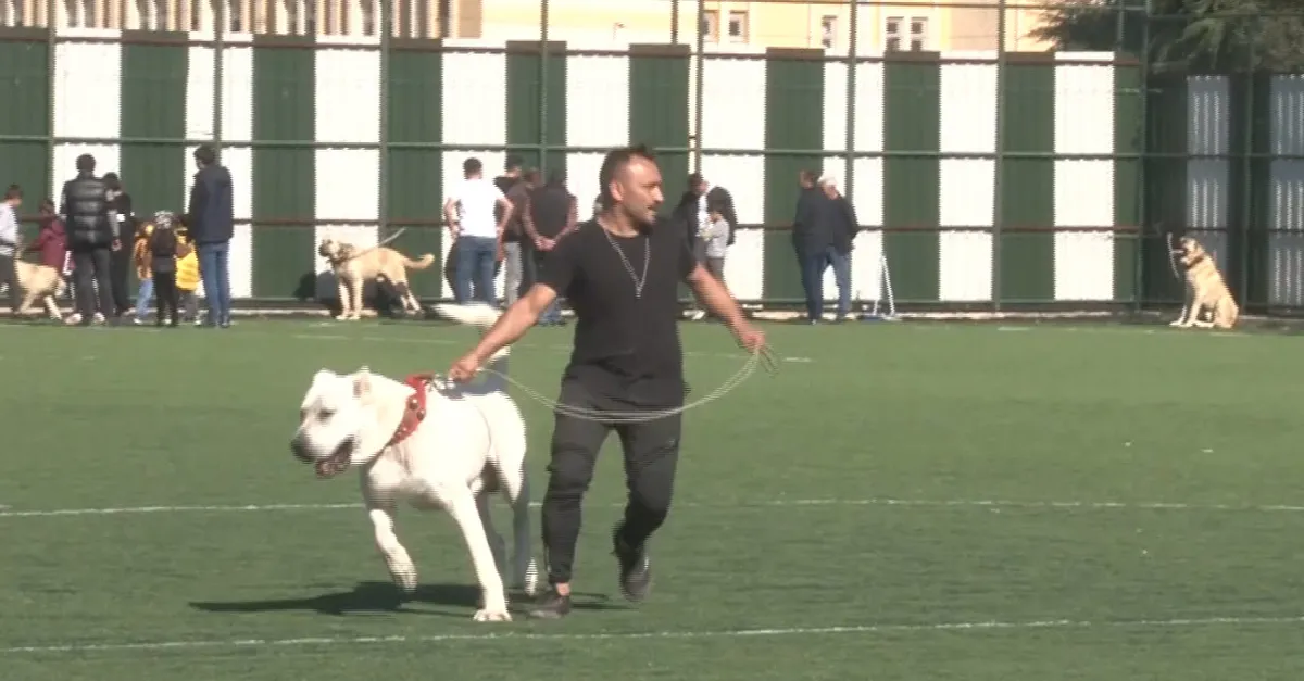 Malaklı... Kangal... Boz... Anadolu çoban köpeği... Akbaş... Kıyasıya mücadele