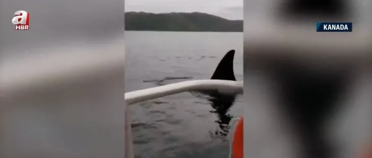 Katil balinalardan kaçmak için tekneye atladı! Genç kadının korku dolu anları | Sosyal medyada genç kadına tepki
