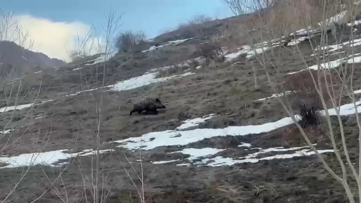Erzurum'da yavru yaban domuzu sürüsünü arıyor