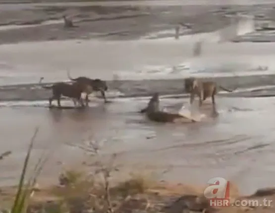 Timsah ve 3 aslanın savaşı sosyal medyayı salladı! Bataklıkta hayatta kalma mücadelesi