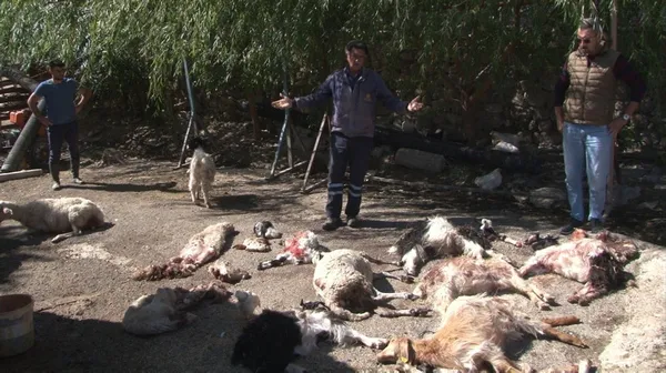 Başkent'te başıboş köpek vahşeti! 50’den fazla küçükbaş hayvanı telef etti! Sürü sahibi isyan etti - 4