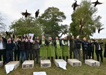 Sinop'ta 250 sülün kuşu doğaya bırakıldı