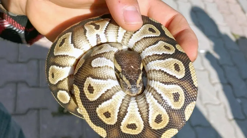 Cebinden piton çıktı! Ekipler şoke oldu