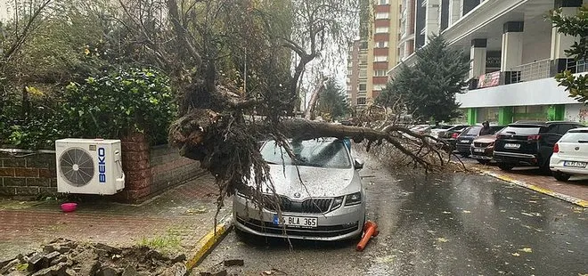 İstanbul’da etkili fırtına | Üzerine ağaç devrilen kadın yaralandı