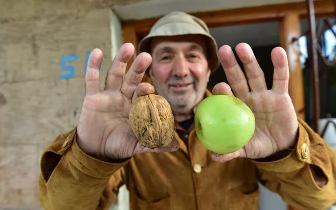 Elma büyüklüğünde cevizi görenler hayrete düştü