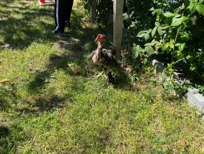 Kesmek için aldı kümese gidince şoke oldu! Bu horozu görenler gözlerine inanamıyor