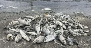 İzmir Körfezi’nde alarm! Uzman isim uyardı