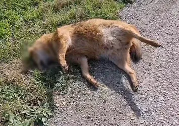 Kümeslere dadandı otomobil çaptı