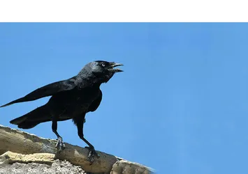 Karga 7 aylık bebeği öldürdü