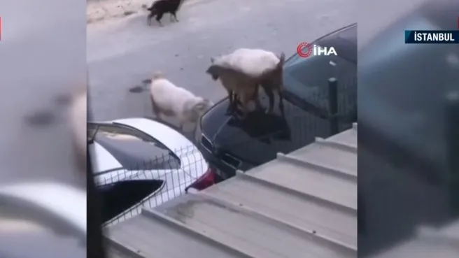 Keçiler araba kaputuna çıktı! Keçilerin kaput inadı