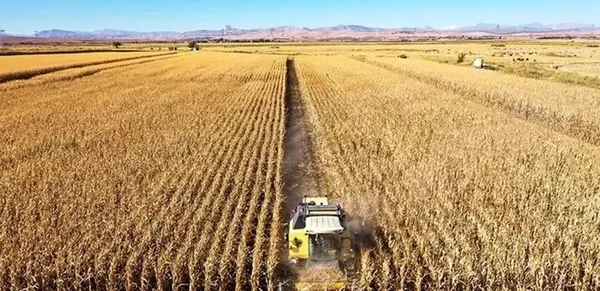 Tarım ÜFE kasım ayı rakamları açıklandı