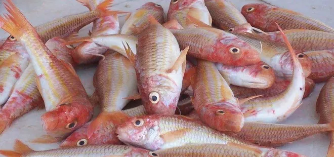 Barbun fiyatları tavan yaptı!