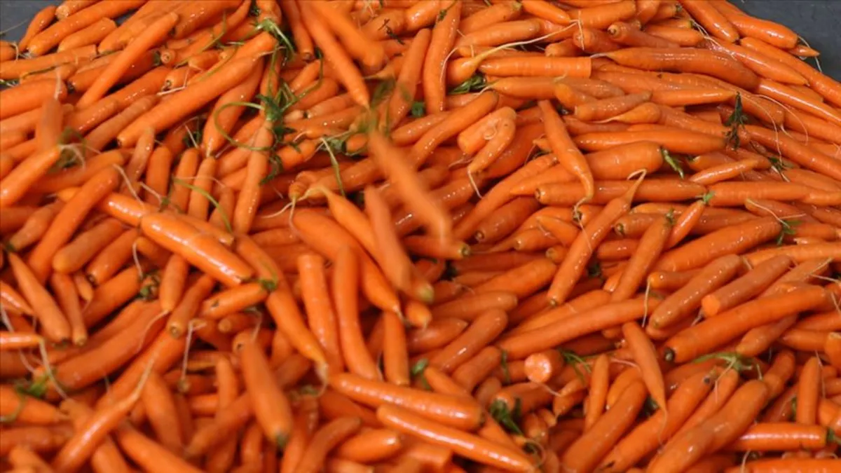 Aç karnına havuç yemek bakın neye iyi geliyor? 2 tane yiyin, o soruna veda edin!