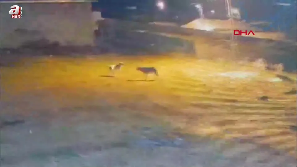 Kars’ta köye inen kurtlar köpeğe saldırdı