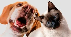 Kedi ve köpeklerin dili gerçekten sandığınız kadar temiz mi?