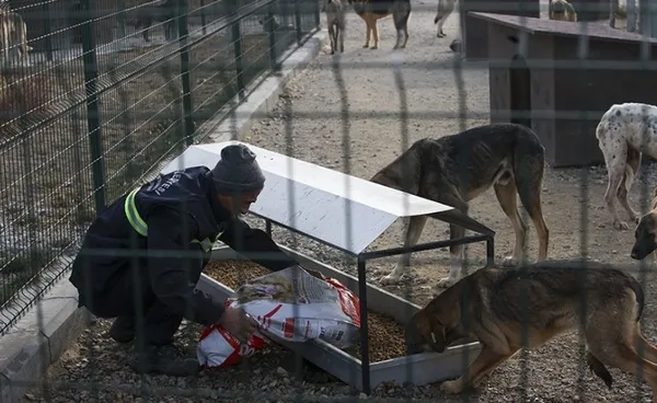 mamak-belediyesinden-sokak-kopeklerinin-olduruldugu-iddiasina-yalanlama-1669721377901.jpg Mamak Belediyesi’nden sokak köpeklerinin öldürüldüğü iddiasına yalanlama - 3