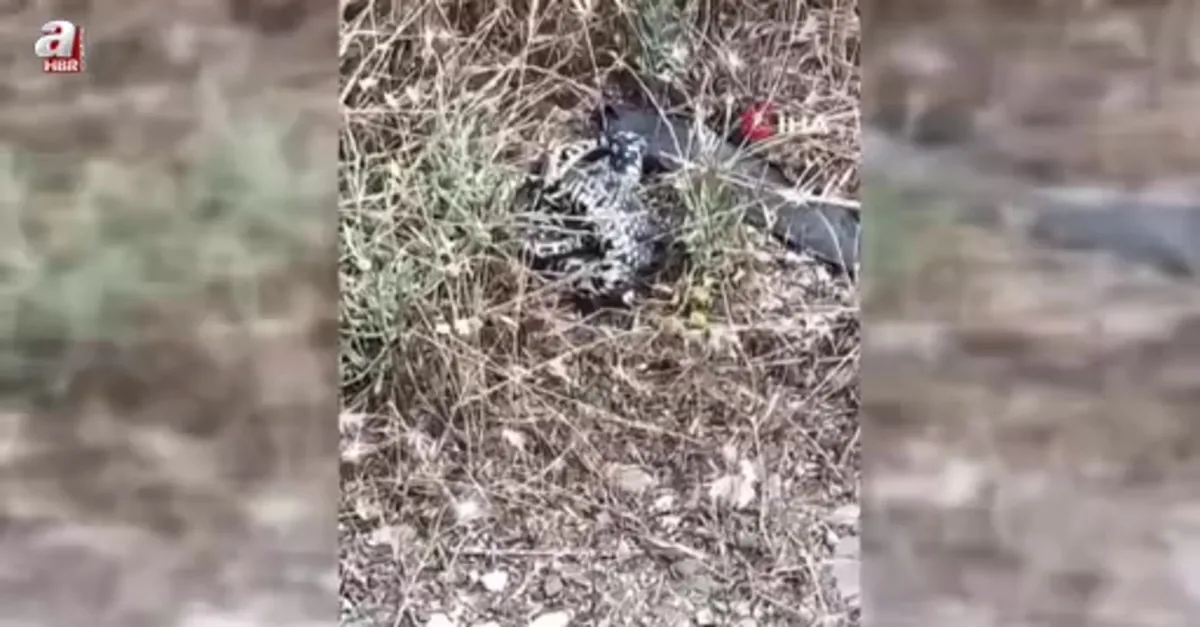 Safranbolu'da zehirli engerek paniği