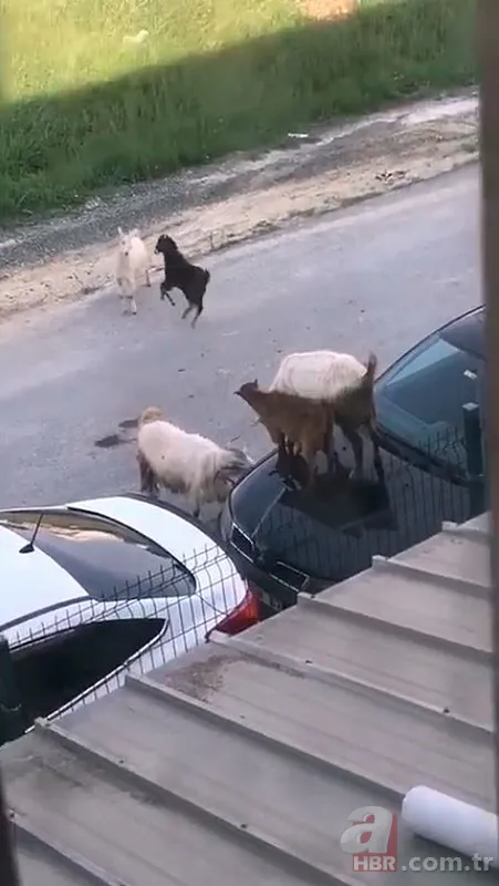 İstanbul’da şaşkına çeviren manzara! Keçiler arabanın kaputunda böyle tepindi 1