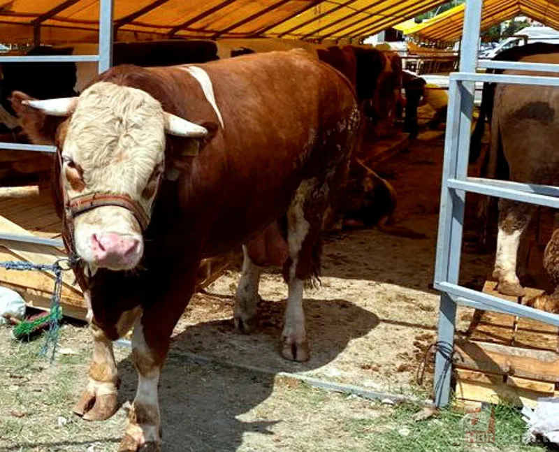 KURBANLIK FİYATLARI 2023 | Büyükbaş, Küçükbaş hisseleri 4.990 TL... 16-19 kg kemikli kemiksiz et kapıya teslim! A101, Migros, CarrefourSA... 5