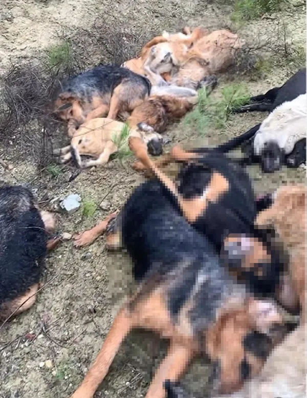 Bilecik'te köpek katliamı! 4 şüpheli yakalandı - 3