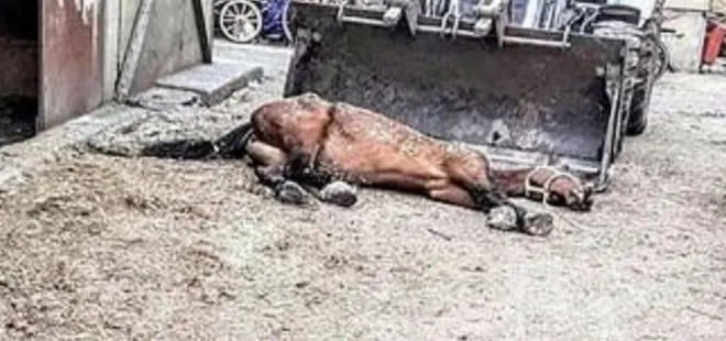 CHP’li İBB’deki at skandalında flaş gelişme! Kayıp atlara ne verildi?