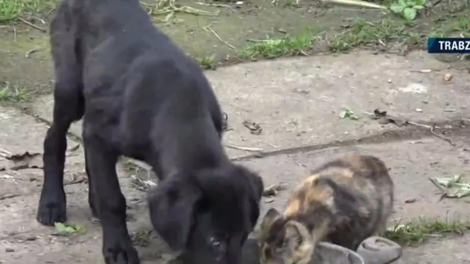 Beşikdüzü’nde köpek katliamı iddiası