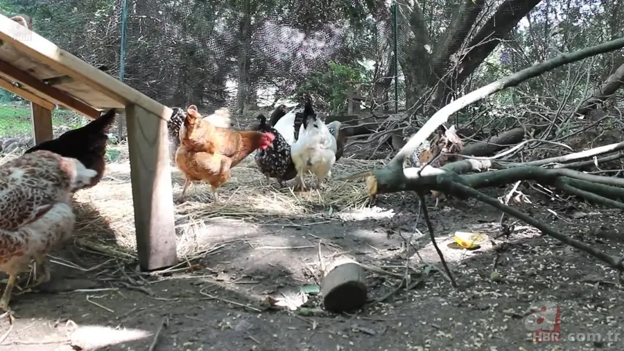 Beslediği tavuğun yumurtasını almak için kümese girdi! Yumurtayı eline alınca gözlerine inanamadı 4