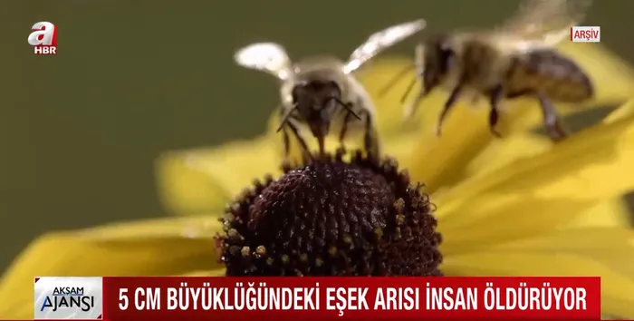 Kabus geri döndü! ABD'de 'öldüren arı' paniği! - 3