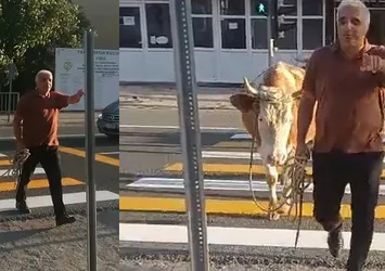 Trafikte şaşkına çeviren anlar! İnekler yay geçidini kullandı sahibi "mecbur dedi