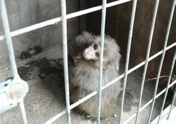 Yurda kaçak yolla sokmak istediler! Sınırda yakalandı